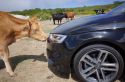 AUDI A3 Cabriolet 2.0 TFSI S tronic