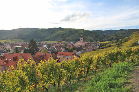 Riquewihr, village de charme situé au milieu des vignes, est l’un des plus visités de la région.
