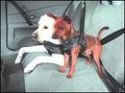 Des ceintures pour chiens