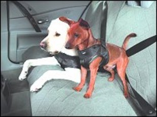 Des ceintures de sécurité pour chiens