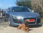 AUDI R8 I V8 4.2 FSI Quattro 420ch coupé Bleu clair occasion - 51 000 €, 105 000 km