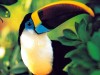 avatar de toucan14